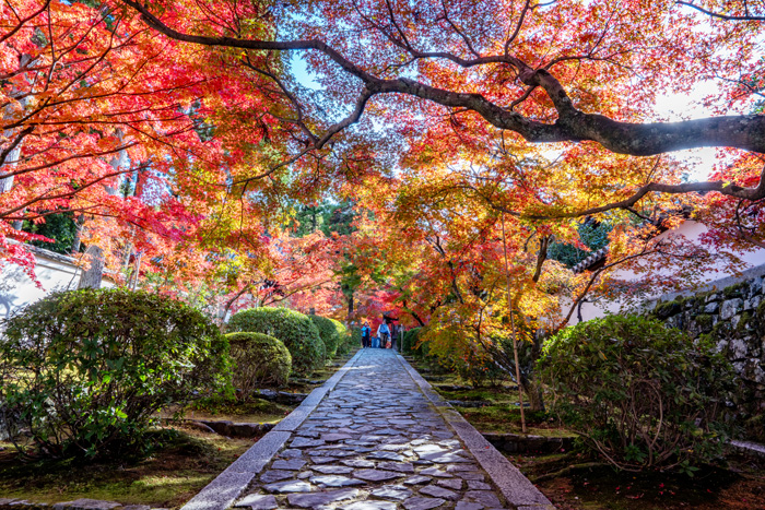 一休寺紅葉2024年　入り口の坂画像