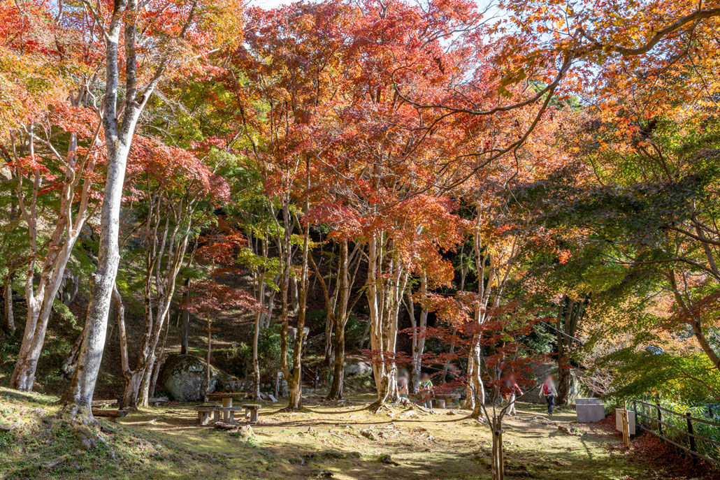 笠置寺紅葉2024年の画像５