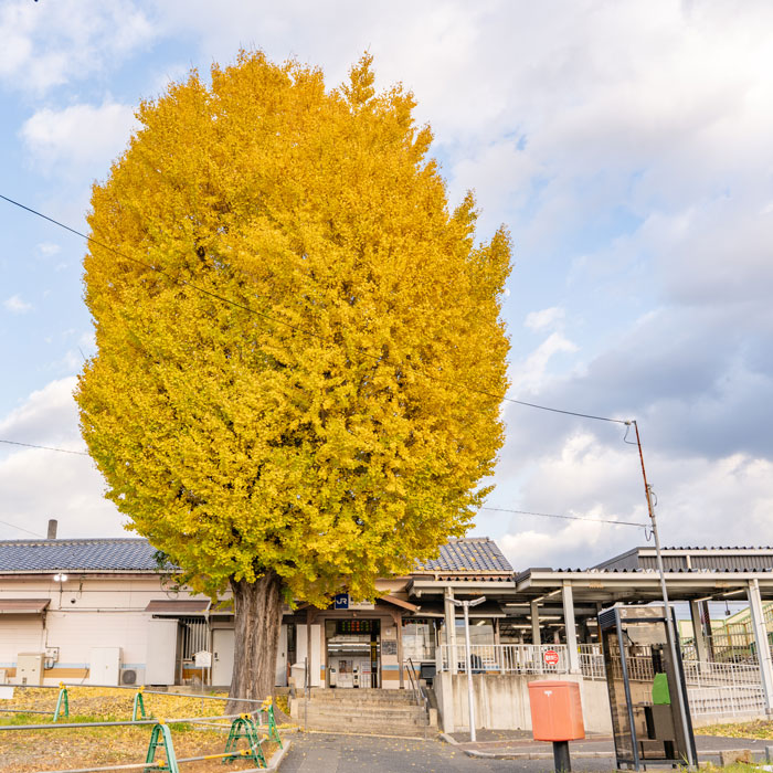 JR新田駅前にある「いちょう」の画像１