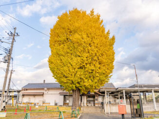 JR新田駅前にある「いちょう」の画像