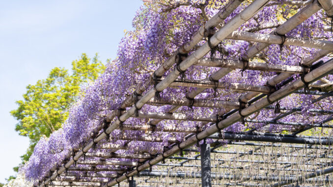 平等院　だるまふじの画像１