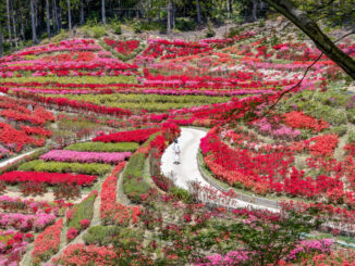 久留米つつじ園の画像