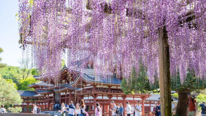 世界遺産「平等院」の藤の画像１