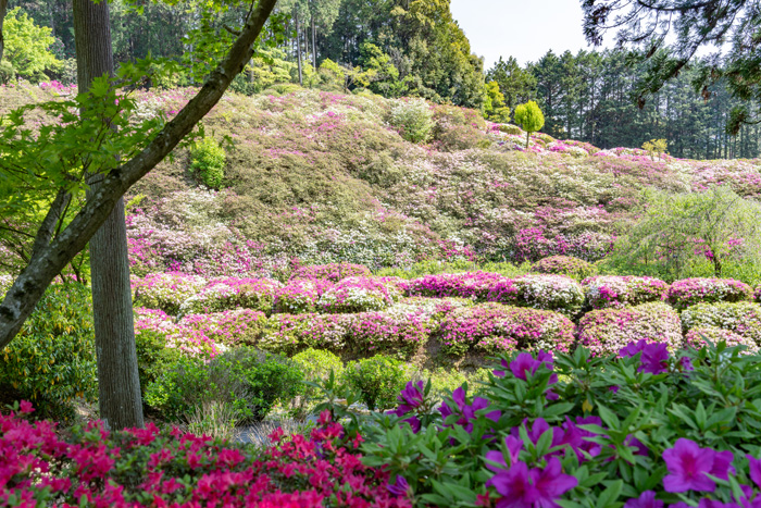 美しいツツジの画像