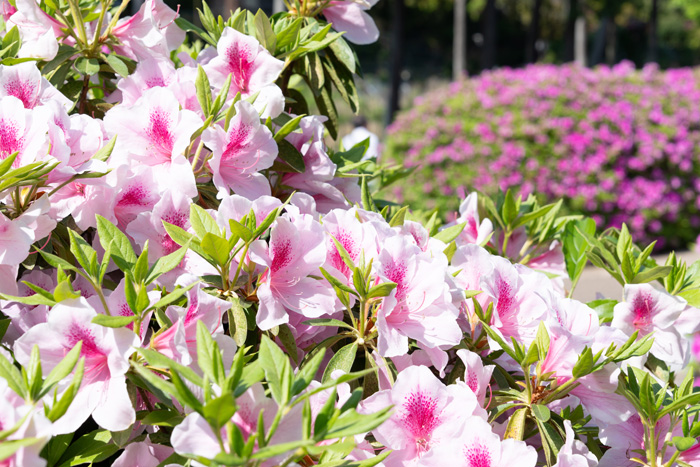 近づいて見たツツジの画像