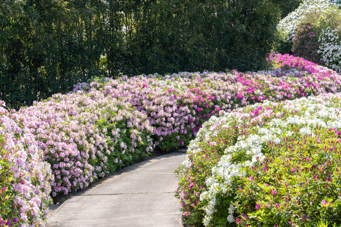 素敵なこみちの画像
