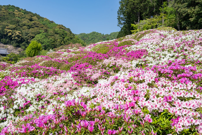 三室戸寺の平戸つつじ園の画像