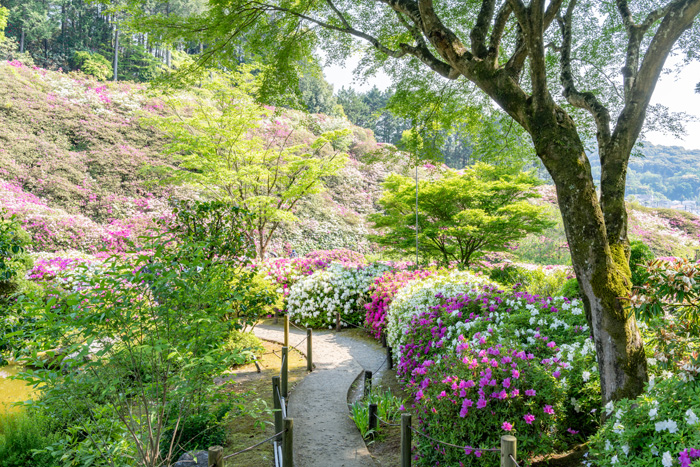 新緑もきれいな画像