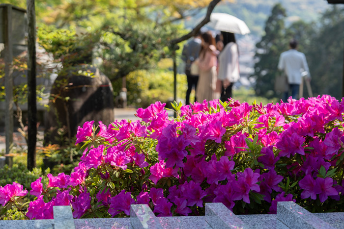 本堂の近くのツツジの画像