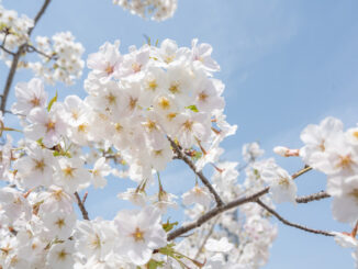 桜のアップの画像