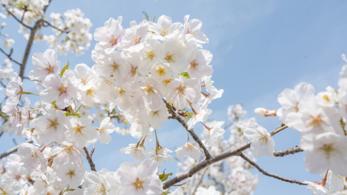 桜のアップの画像