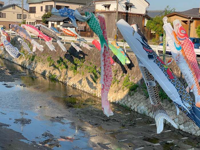 京田辺　こいのぼり　4月2９日撮影