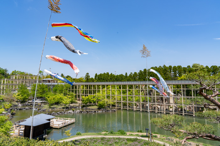 けいはんな記念公園　こいのぼり　4月27日撮影写真