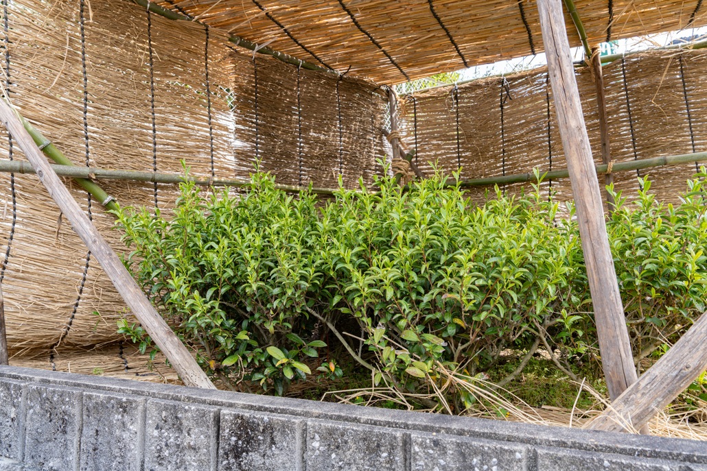 本ず茶園の展示の画像