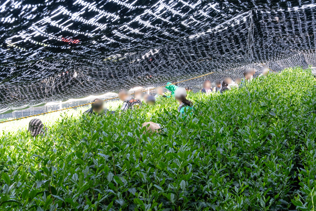 茶摘み体験の画像