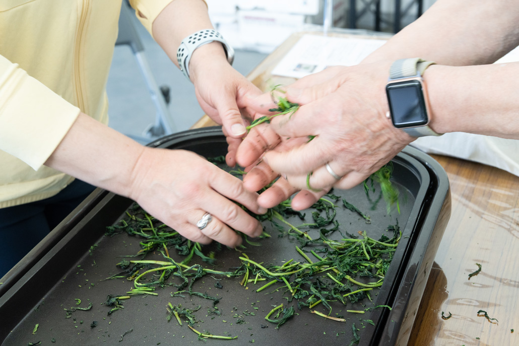 「宇治新茶のホットプレート製茶」の画像