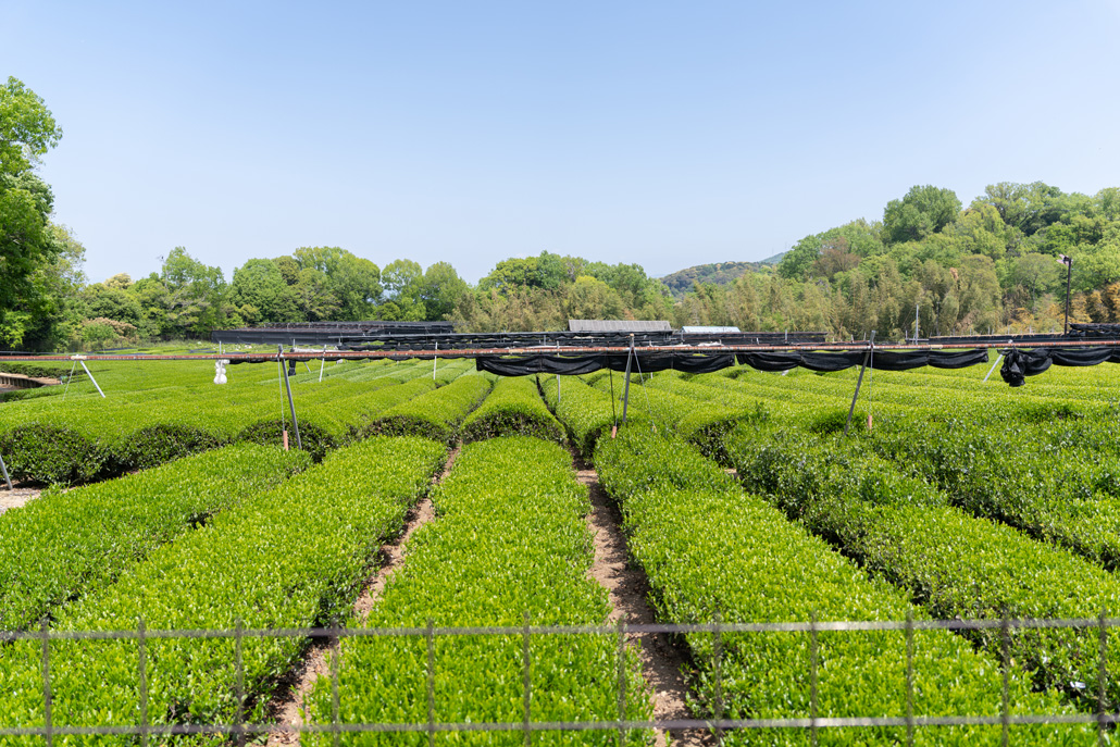 京都府茶業研究所の茶園の画像