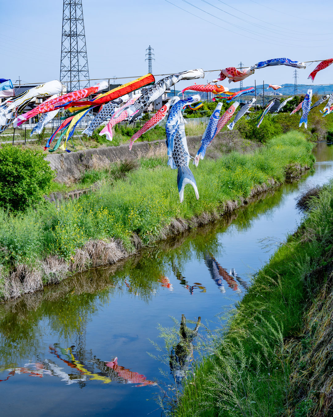 大谷川の鯉のぼりの画像２