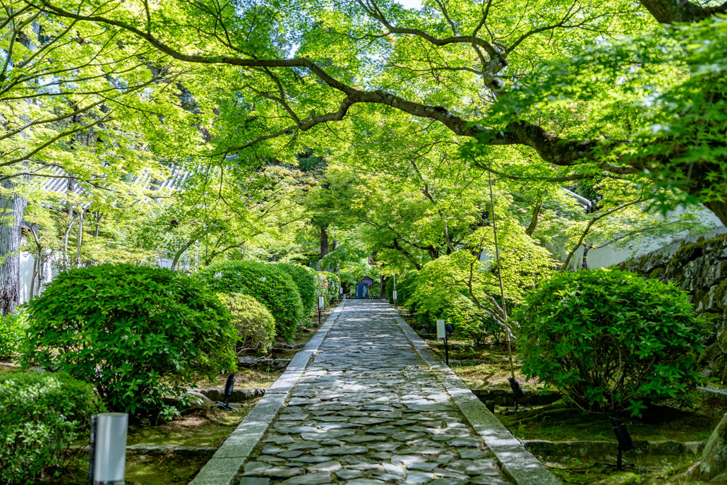 一休寺の新緑の画像