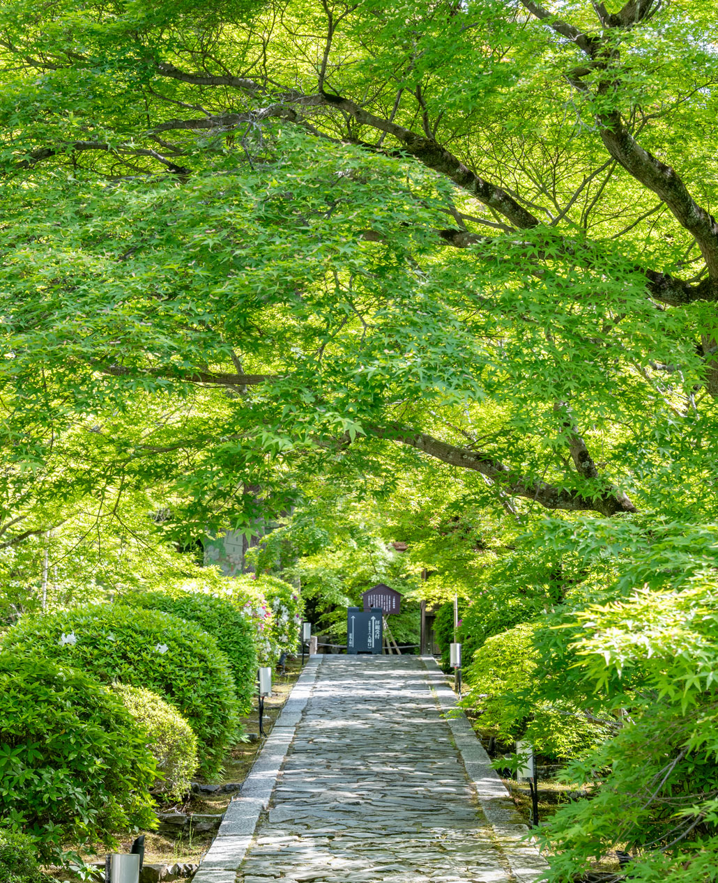 一休寺さんの参道の画像