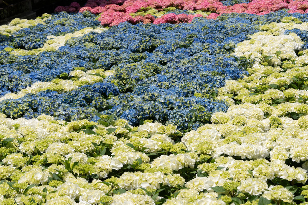 あじさいアートのアップの画像