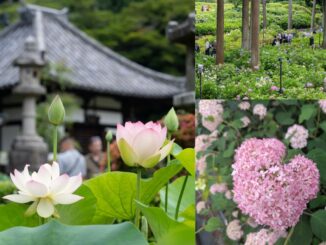 「三室戸寺」あじさい園と蓮園の画像