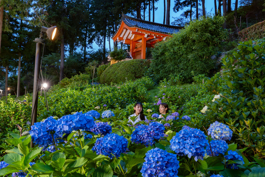 三室戸寺のあじさいライトアップ画像1