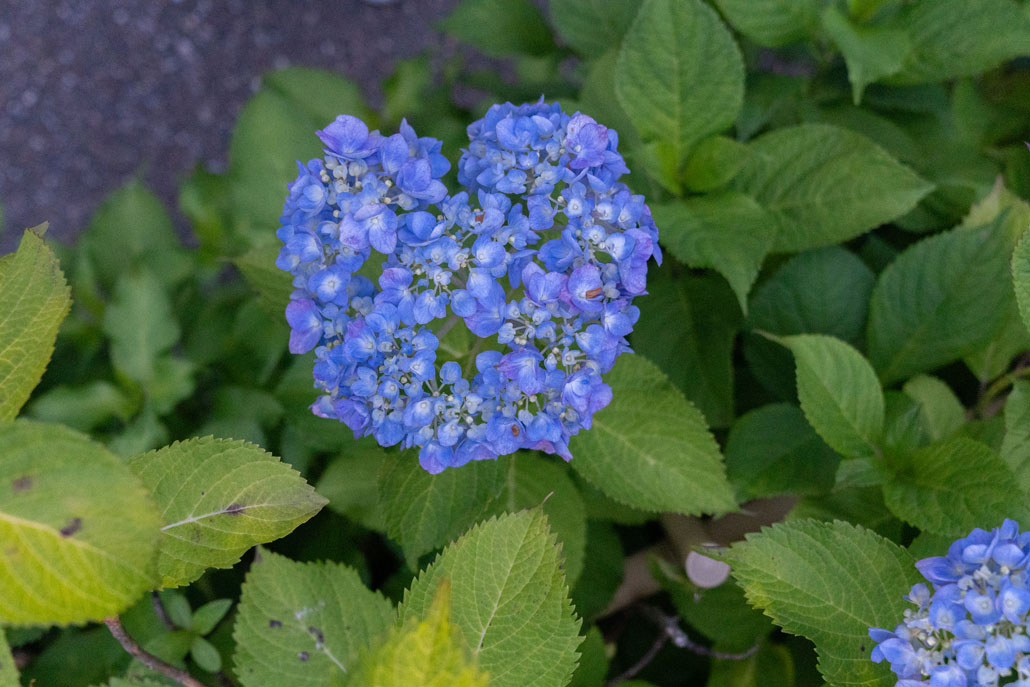 三室戸寺のあじさいライトアップ画像５