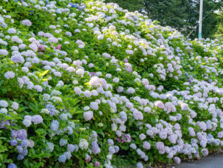 「さすてな京都」の紫陽花の画像