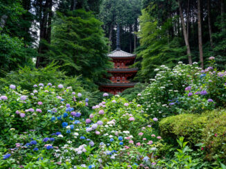 アジサイが見頃の岩船寺の画像
