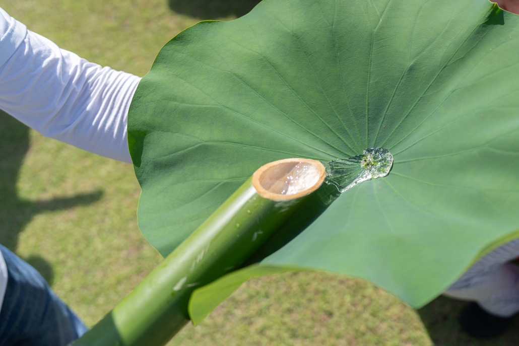 三室戸寺　「ハス酒を楽しむ会」の詳細画像