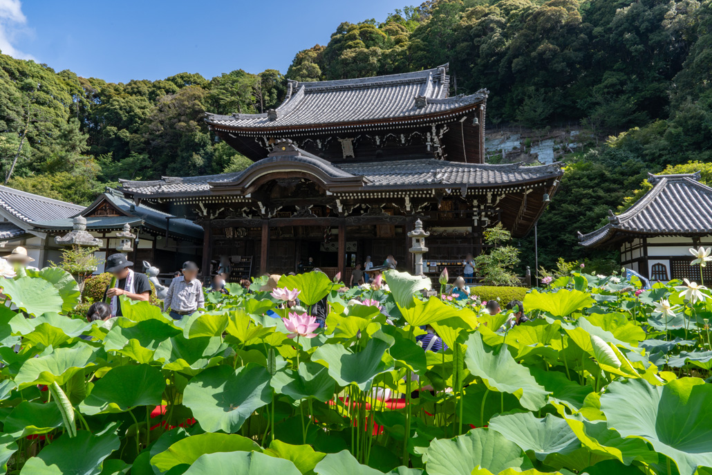 三室戸寺　「ハス酒を楽しむ会」の全体画像１
