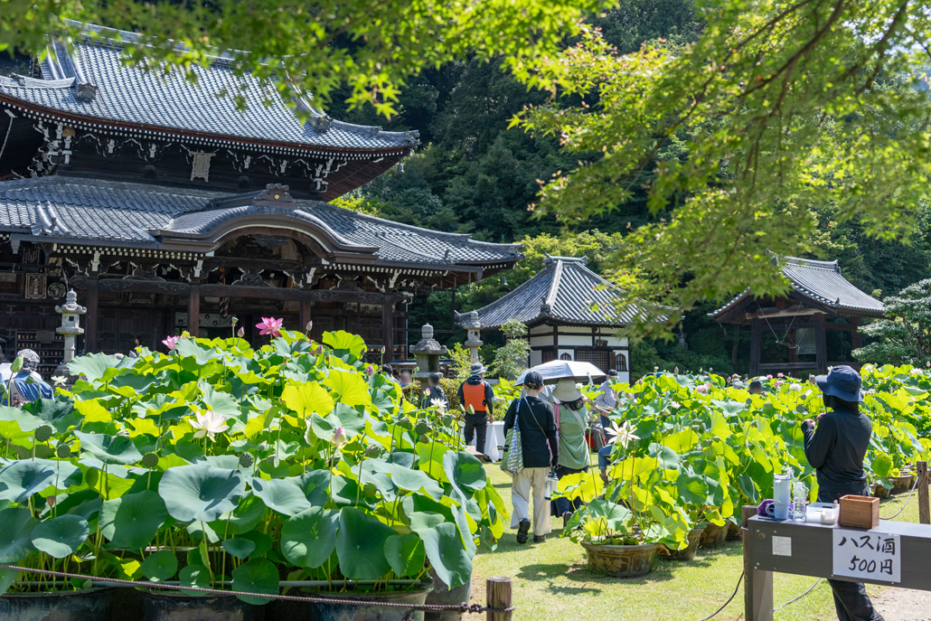 三室戸寺　「ハス酒を楽しむ会」の全体画像２