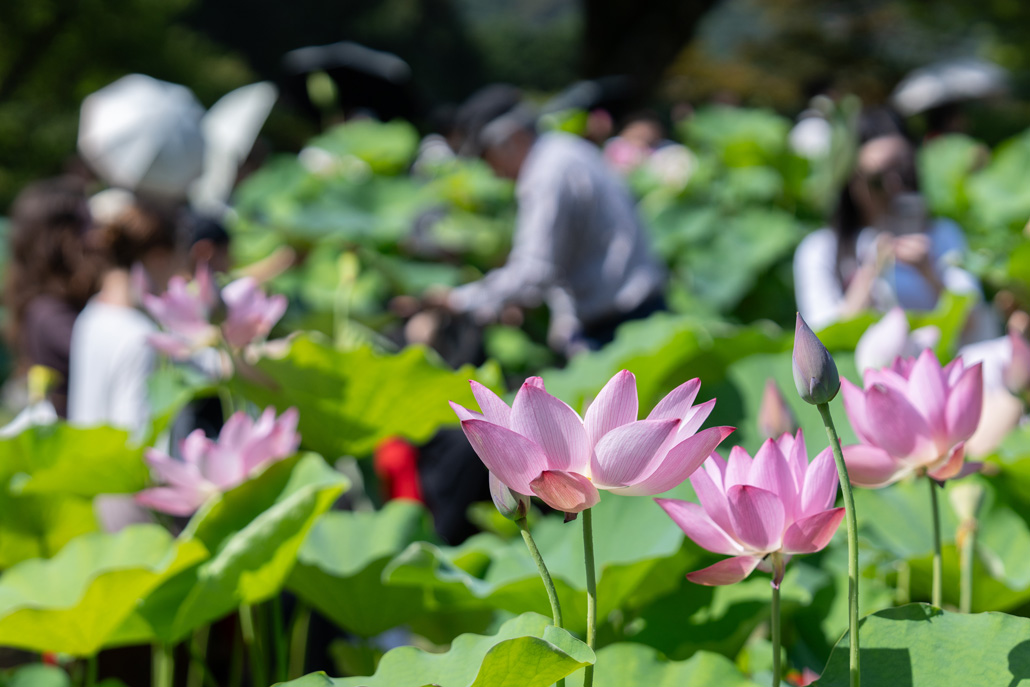 三室戸寺　「ハス酒を楽しむ会」の様子画像１