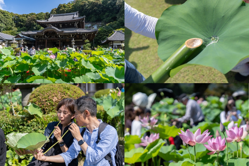 三室戸寺　「ハス酒を楽しむ会」の詳細画像