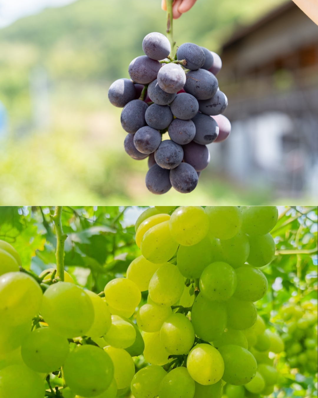 観光農園「みどり農園」　ぶどう２種類の画像１