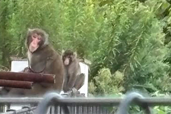 大久保小学校の近くでサル発見の画像