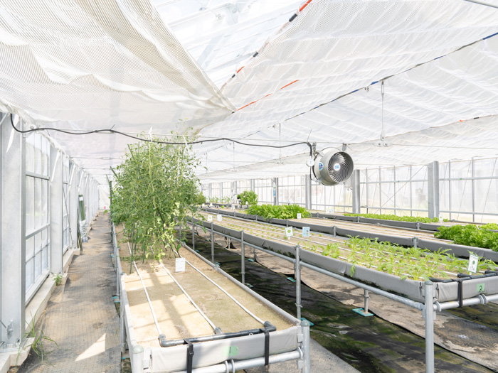 タナクロのグリーンハウスの中の画像