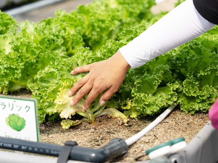 タナクロの収穫体験でのラリックの画像