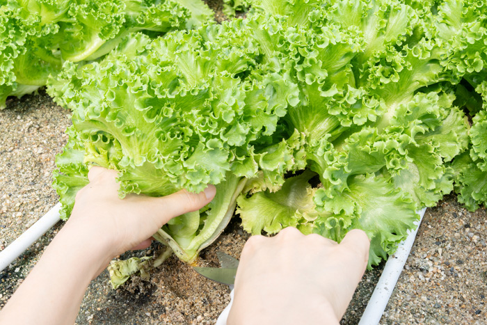 タナクロのラリックの画像
