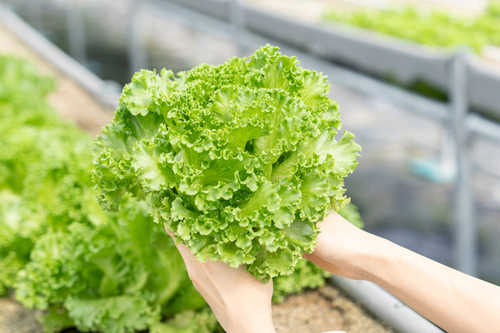 タナクロでの収穫体験の画像