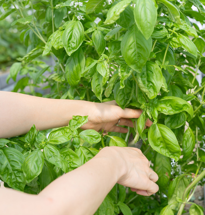 タナクロのバジルの画像