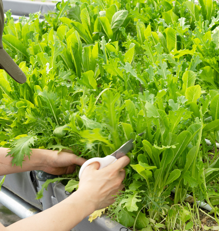 タナクロでの野菜の収穫体験の画像