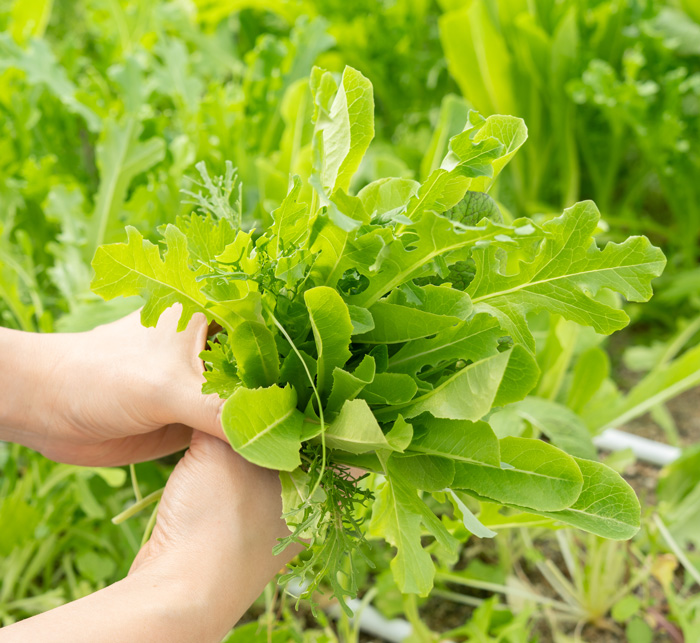 タナクロのベビーリーフの画像