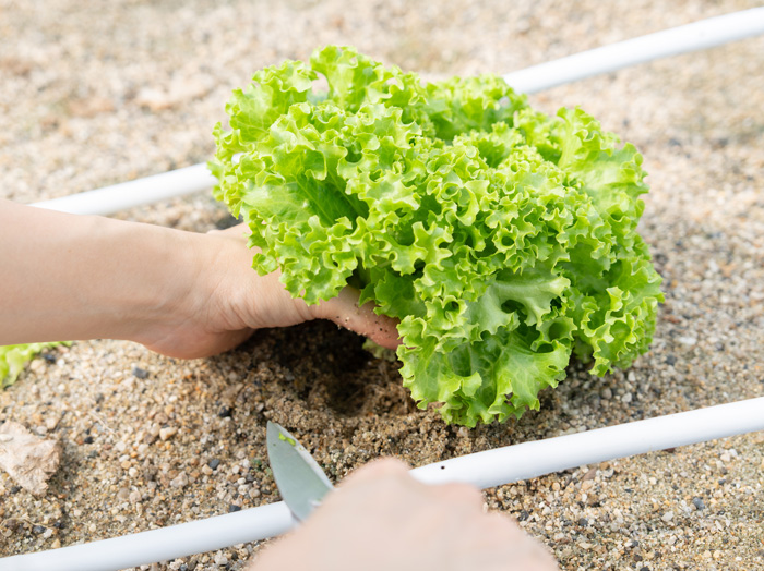 フリルレタス（オテリー）の画像