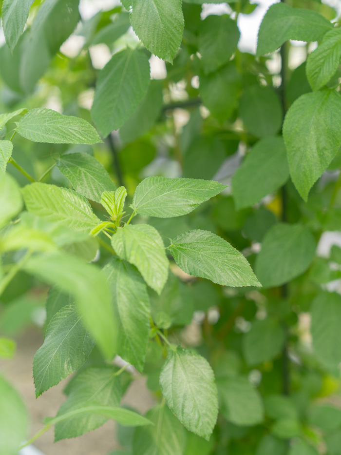 タナクロのモロヘイヤの画像