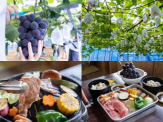 観光農園「みどり農園」　の画像