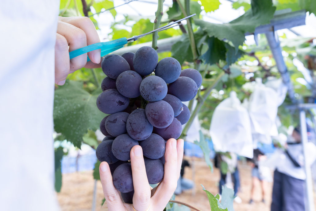 観光農園「みどり農園」　ぶどう狩りの画像
