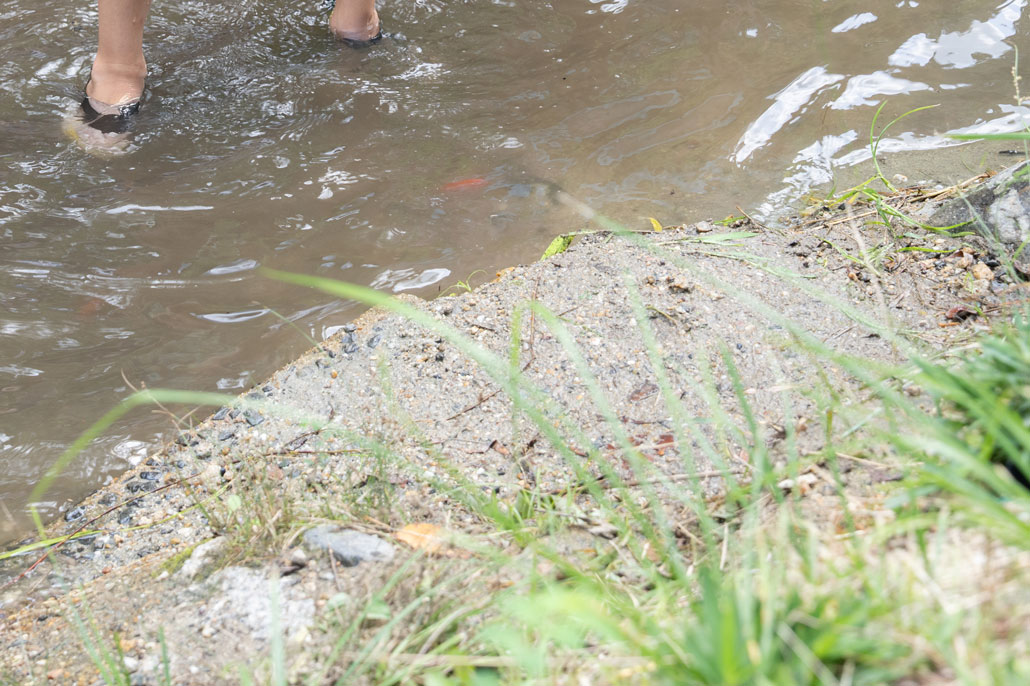 観光農園「みどり農園」　金魚のつかみ取りの画像１