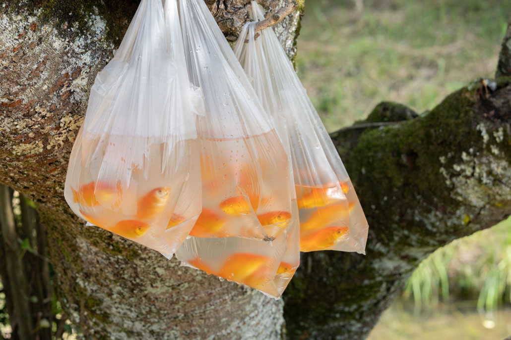 観光農園「みどり農園」　金魚のつかみ取りの画像